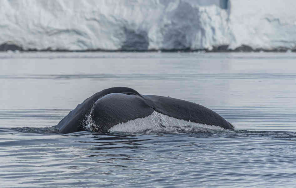 Ballena Minke - Antártida 07.jpg